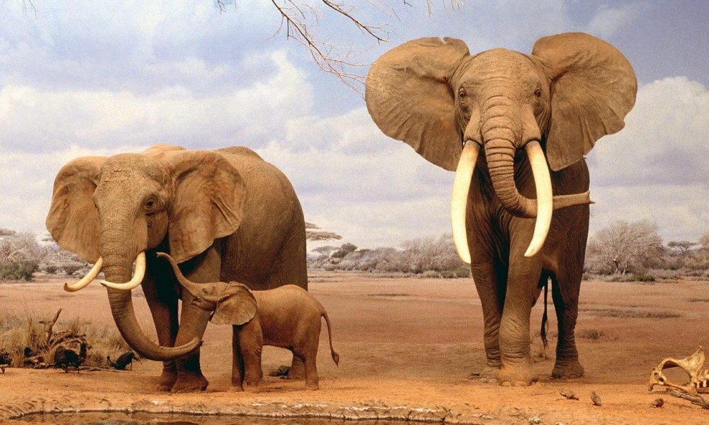 Картинки по запросу Всемирный день защиты слонов (World Day of elephants)