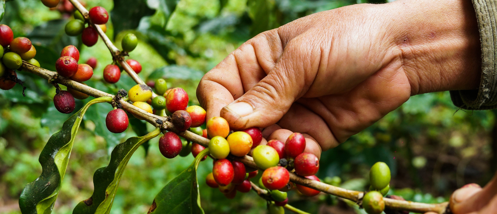 On-the-trail-of-the-perfect-brew-coffee-Ecuador-coffee-1.jpg