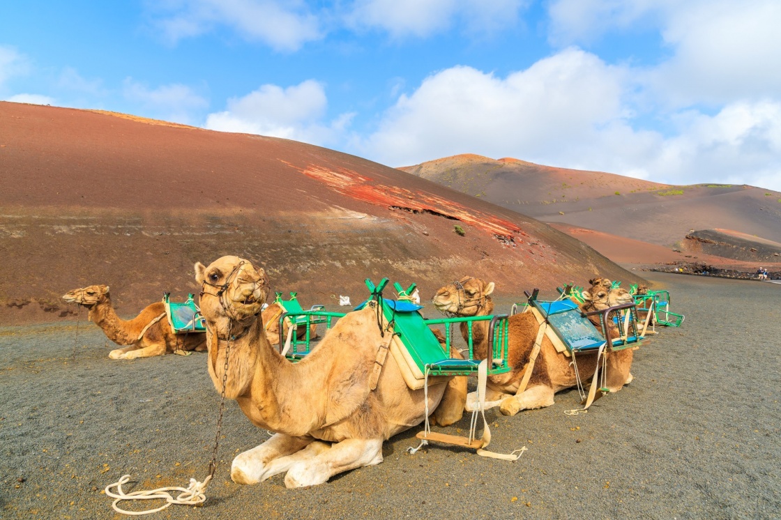 cosa-fare-alle-isole-canarie-camels-in-timanfaya-national-park-waiting-for-tourists-lanzarote-canary-islands-spain-827-1307.jpg