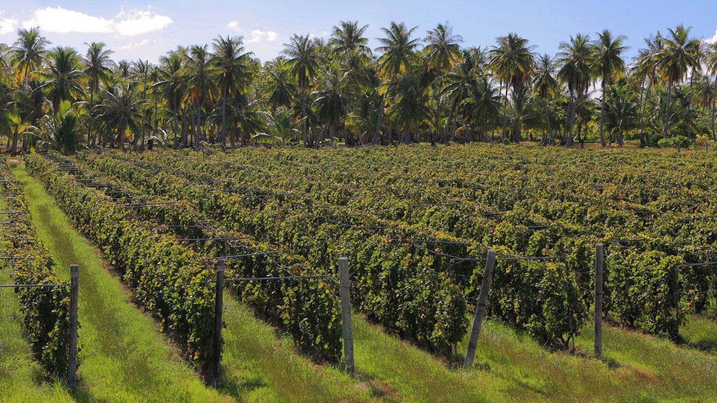 3-vin-de-tahiti-cave-de-rangiroa-tahiti-islands-travel-vig3.jpg