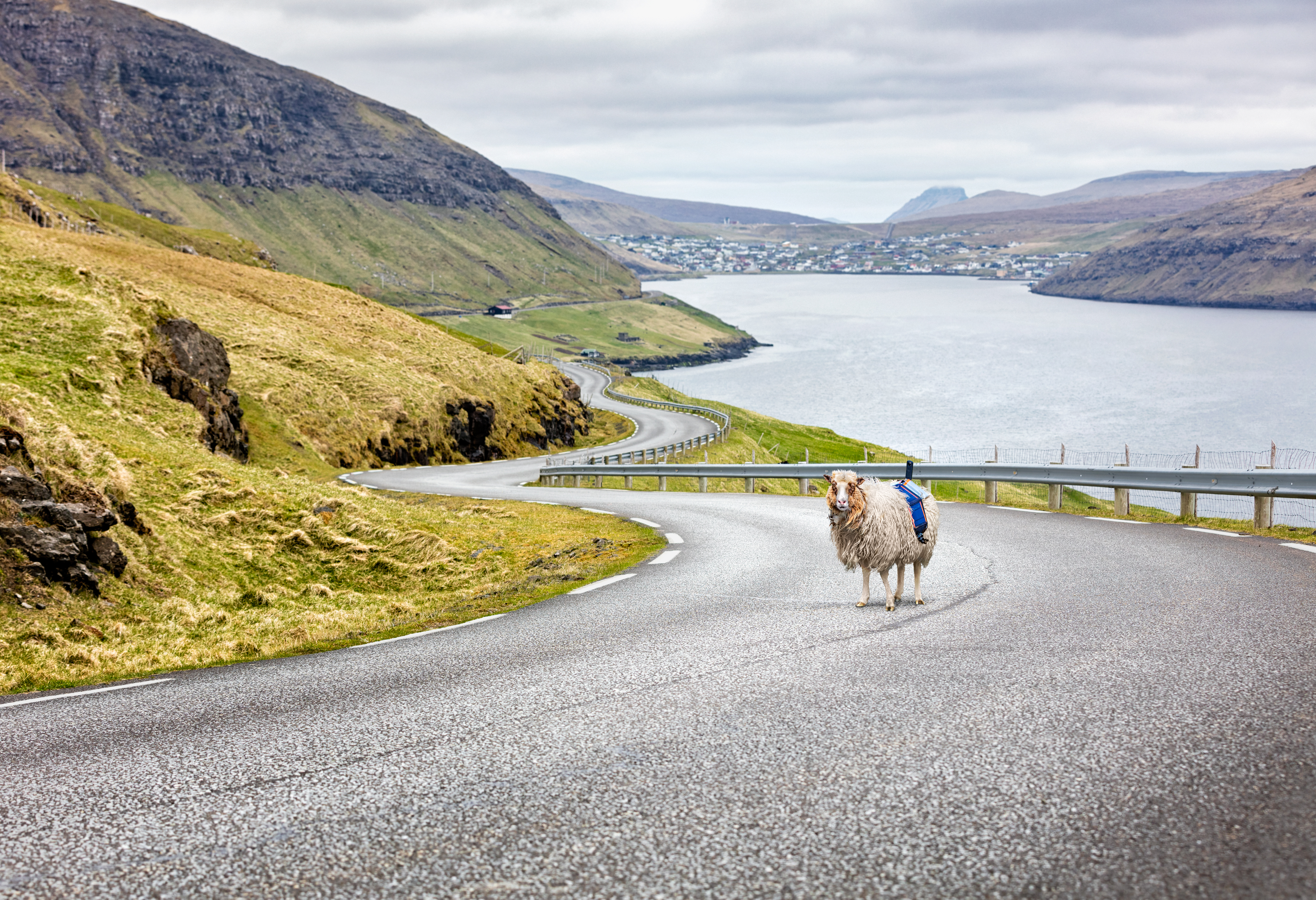SheepView360-FaroeIslands-Primary.jpg